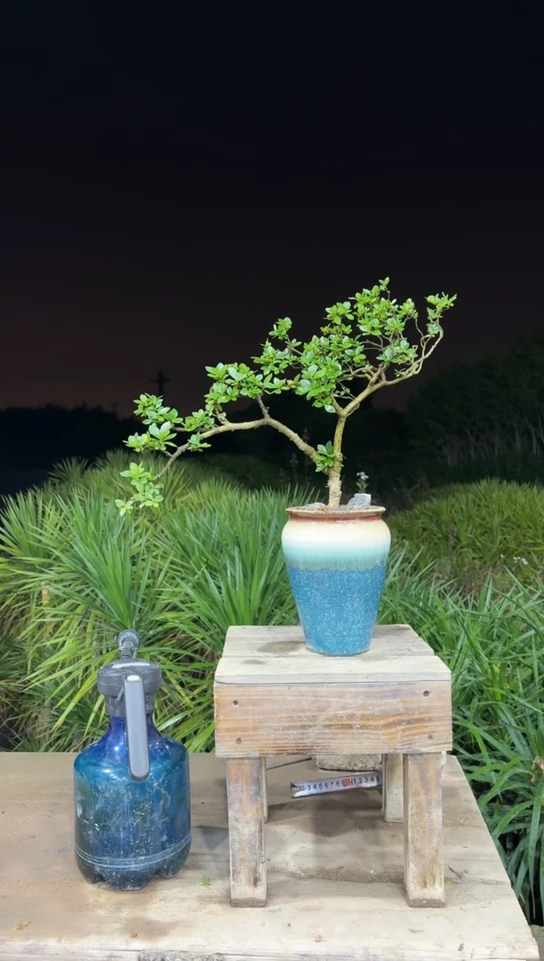 【闪购商品】盆景海岛栀子花