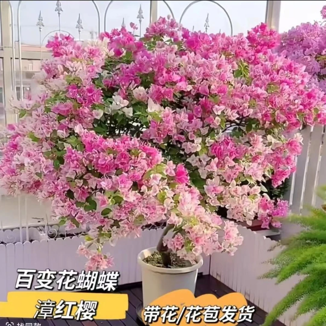 三角梅【章红樱】带盆发货，百变花蝴蝶，渐变色 颜色丰富