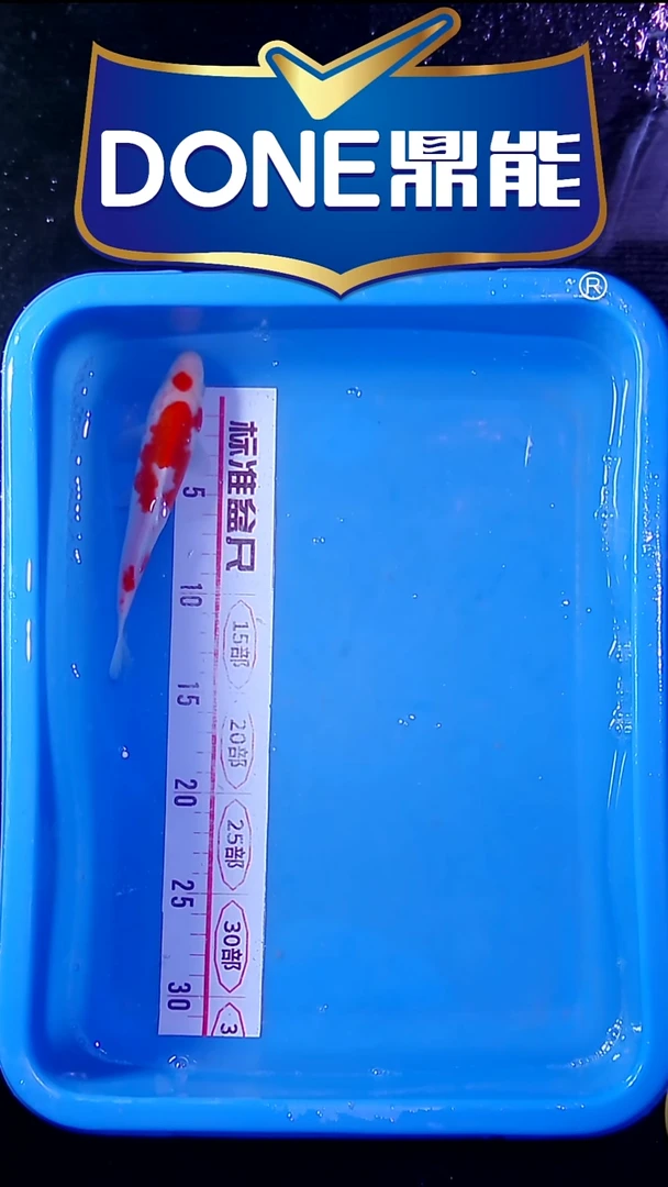 海水鱼锦鲤直播间菁选 小牙签15cm以下满30包邮 31号