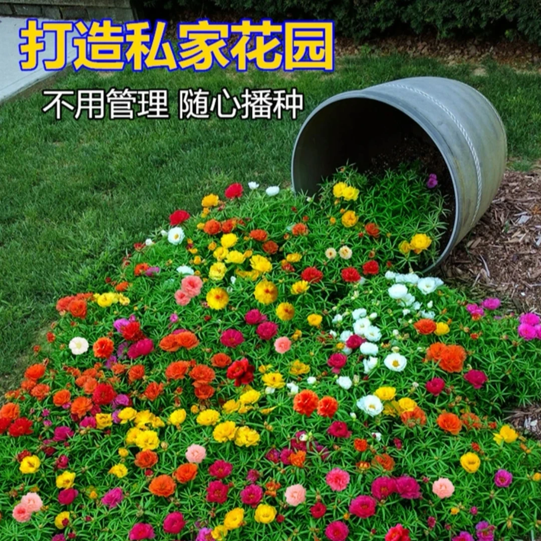 混色太阳花苗 带根扦插苗混色四季开花植物阳台重瓣绿植好养花