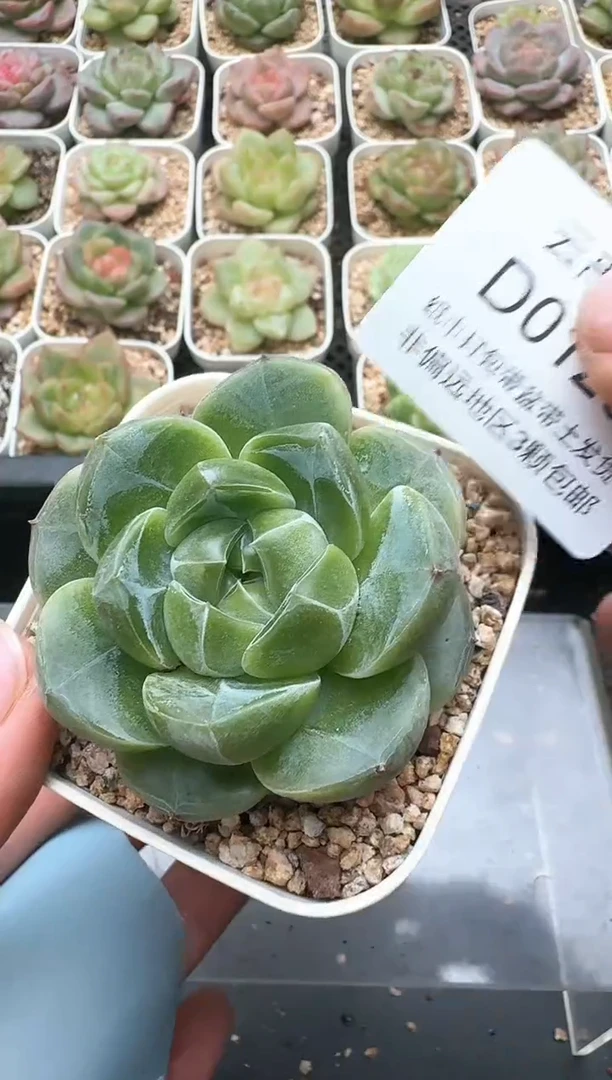 120D云禹多肉植物 带盆土纸巾打包 3颗包邮