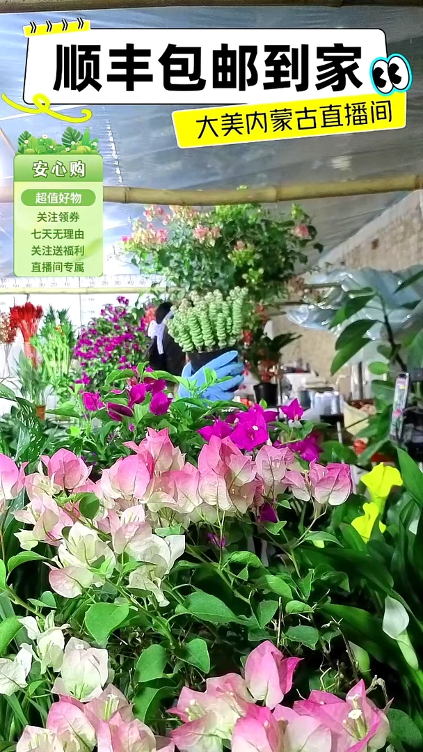 完全开放钱串子顺丰