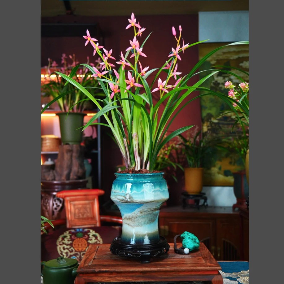 建兰铭品[粉蝶] 带花苞花剑 带收腰陶瓷盆种好室内好养兰花盆栽