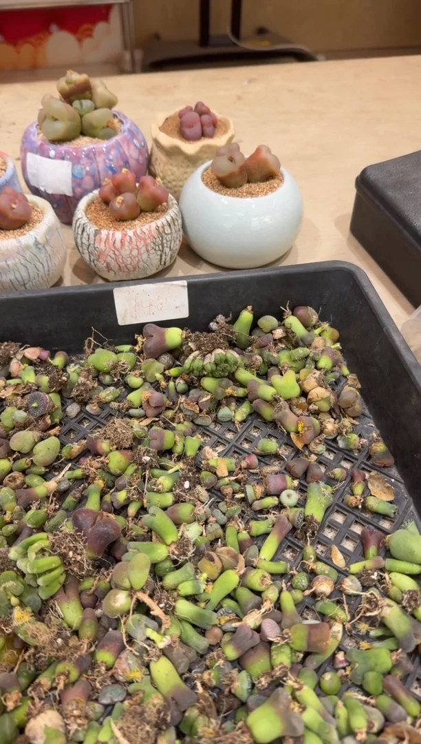 6-123多肉植物肉锥