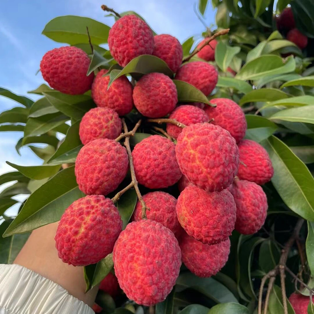 【顺丰空运】广东高州老树仙进奉荔枝整箱礼盒新鲜现摘现发应季水果