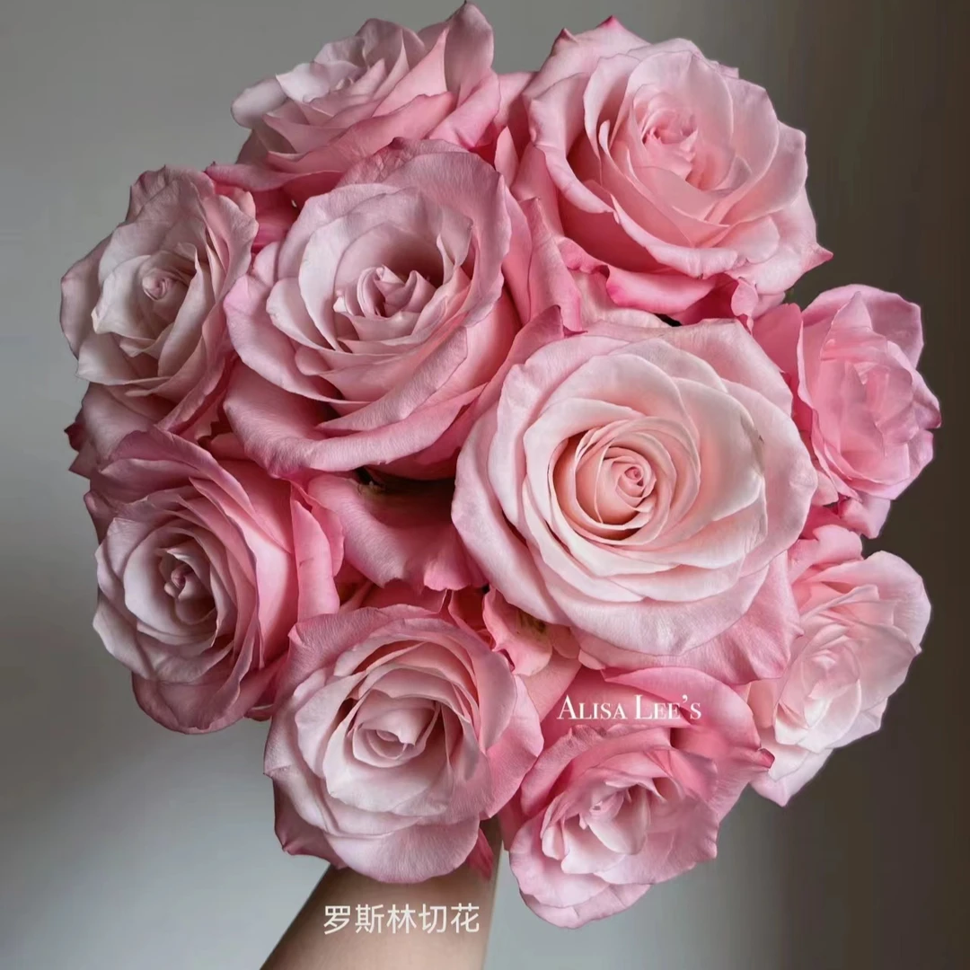 【卓昂玫瑰园】罗斯琳新品玫瑰四季开花庭院阳台切花高杯月季