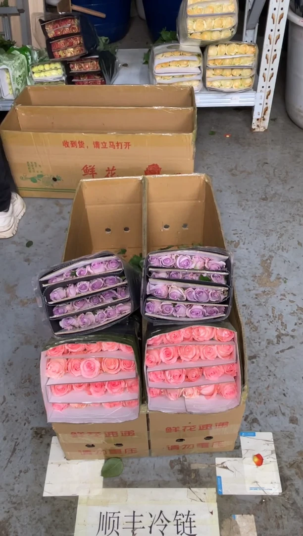 戴安娜20枝+海洋之歌20枝