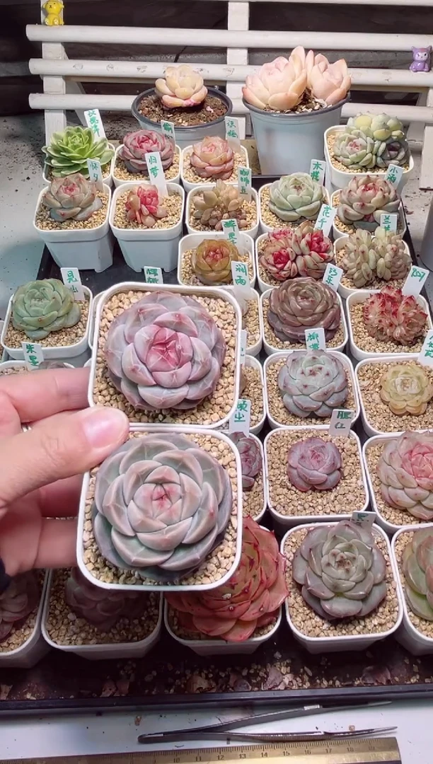 【闪购商品】G907一物一拍紫瞳和闰土