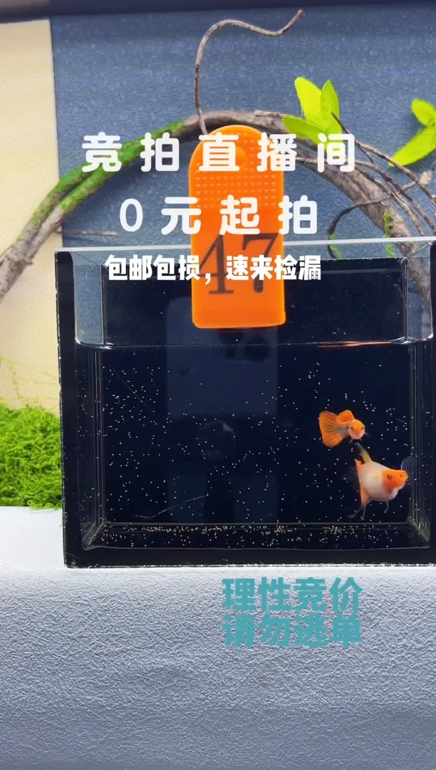 孔雀鱼深海蓝球C带胎种鱼一对编号47