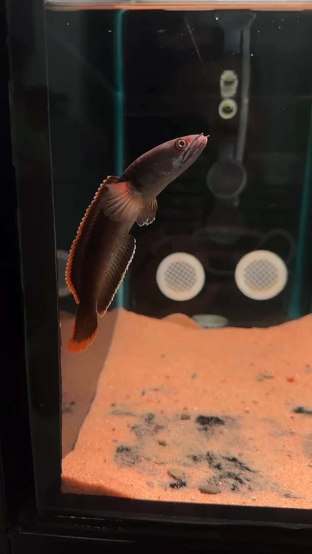 雷龙血一雷龙199号