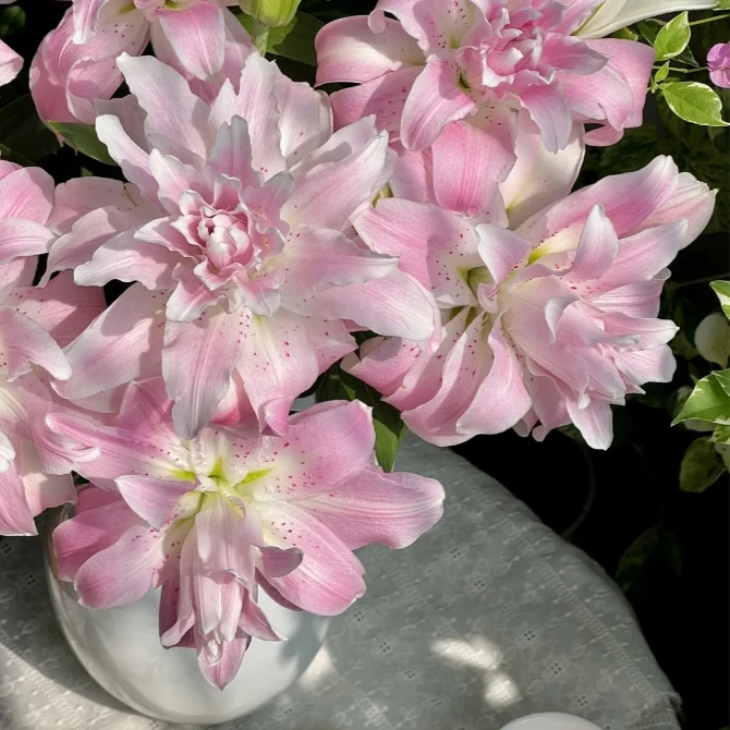 【探花甄选】莲花雅致 重瓣多头百合花 两单顺丰冷链