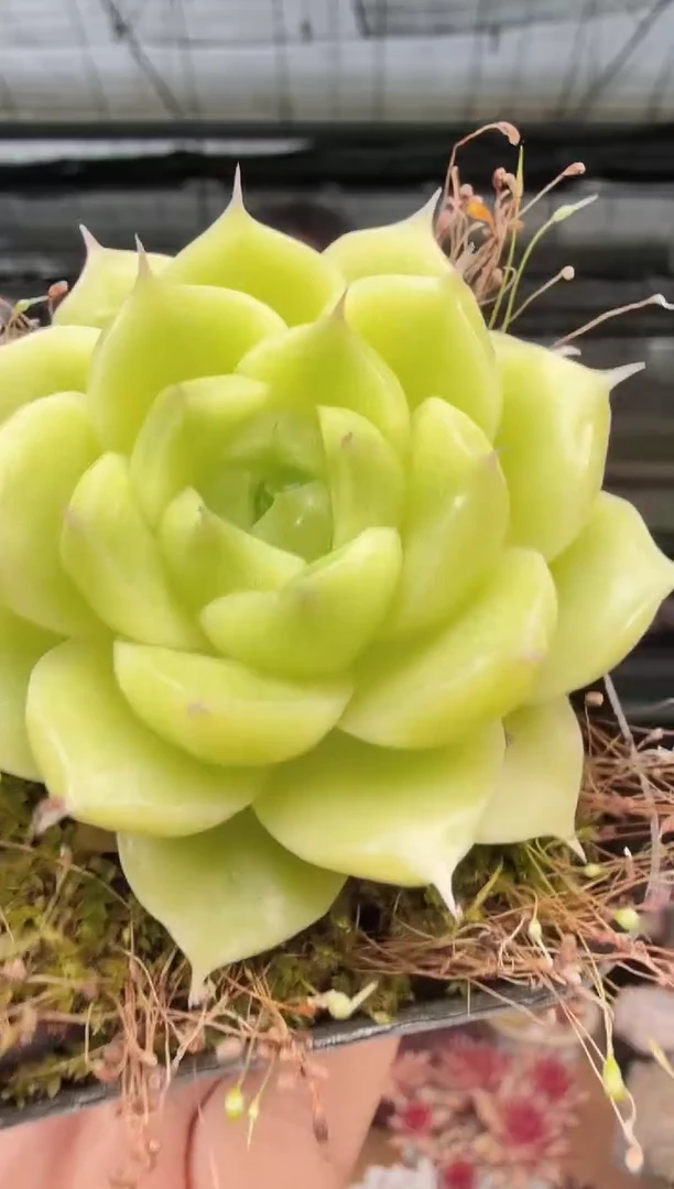 东云多肉园新款-260