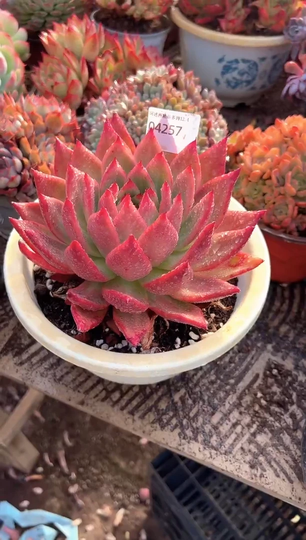 用****2多肉植物一物一拍04257