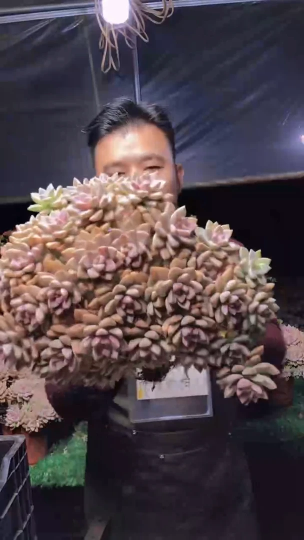 251淡雪缀化一物一拍
