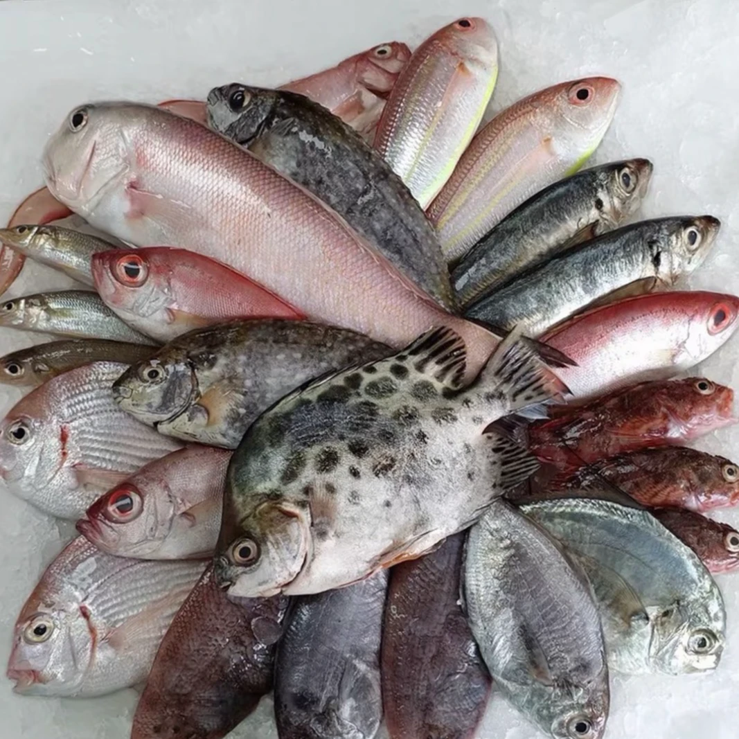新鲜海捕海杂鱼鲜活海鲜海杂鱼小船杂鱼