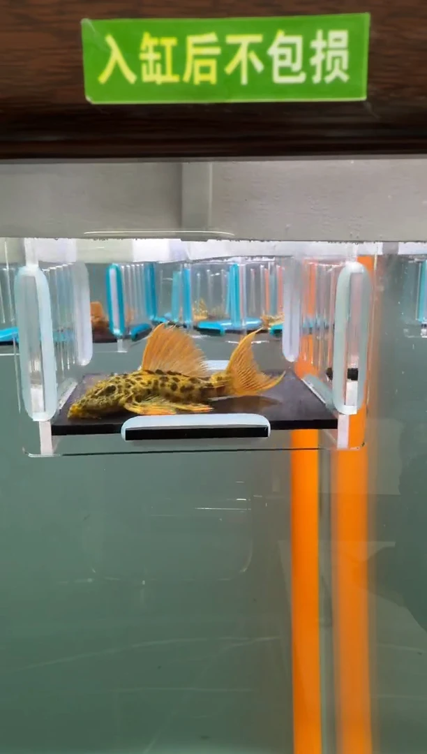 清道夫鱼128号600入缸不包损录制完整开箱视频6.2厘米