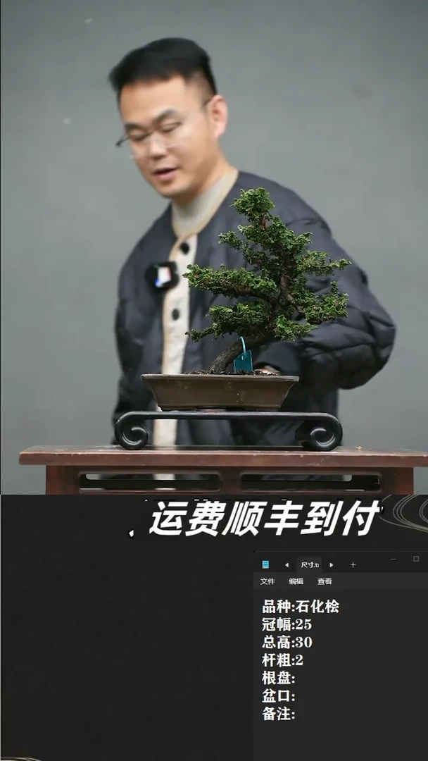 【闪购商品】20 石化桧