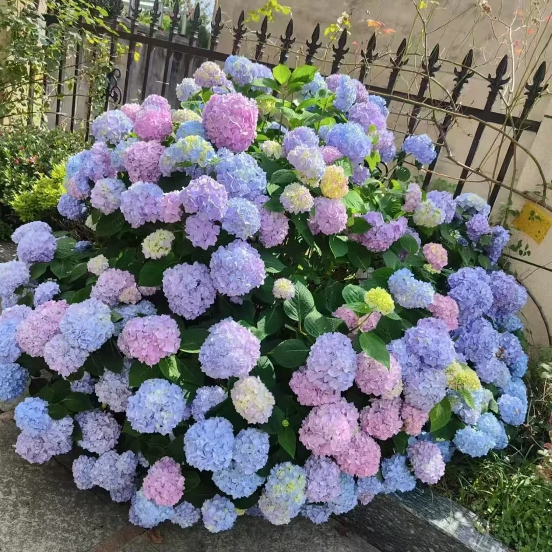 【无尽夏】精品绣球重瓣花卉阳台庭院老桩易活耐寒爆花四季盆栽