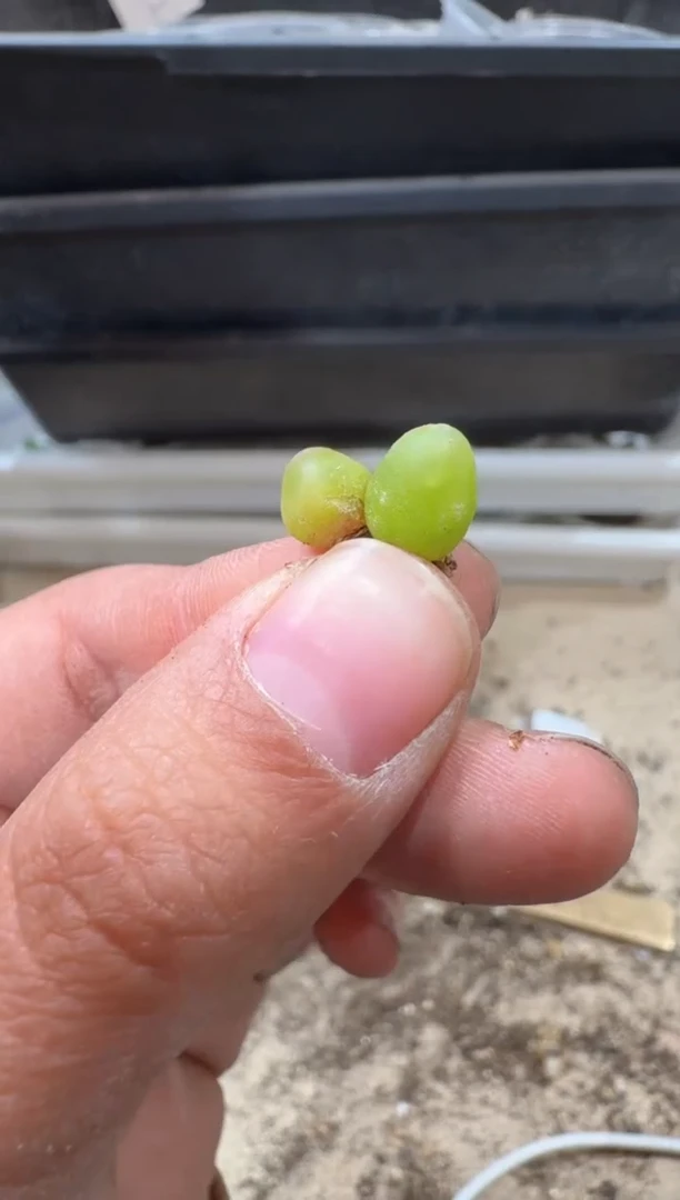 17-220多肉植物肉锥