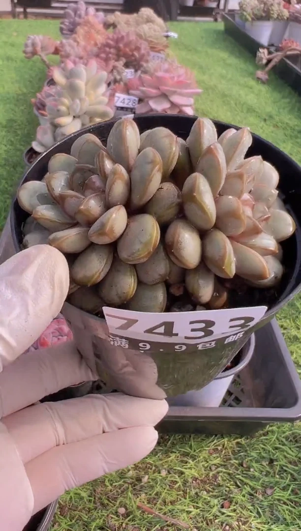 【闪购商品】信福多肉一物一拍