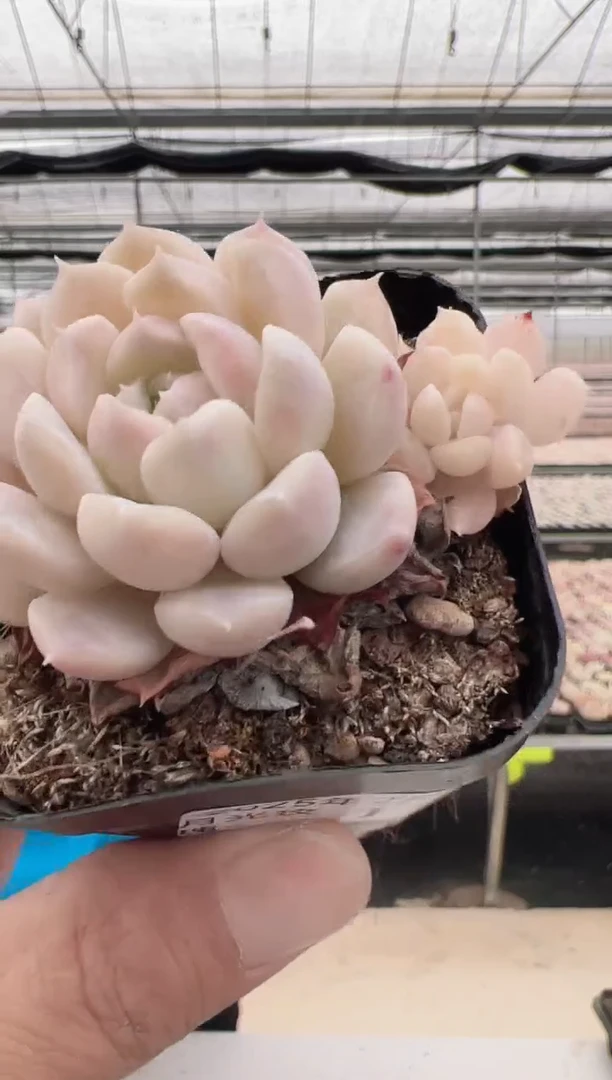 【闪购商品】月光玫瑰-15