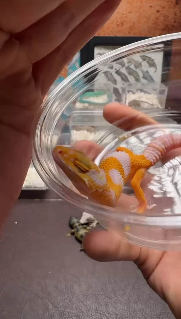 豹纹守宫窃****? 鳞与尾 Scale Tail 爬宠豹纹公