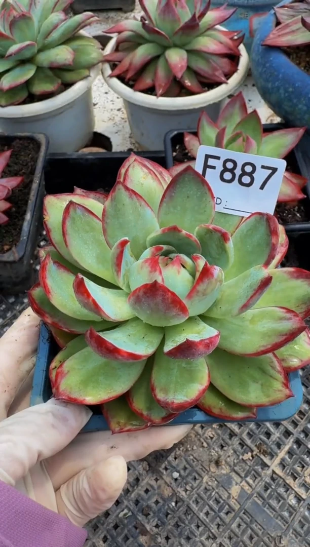F887惊鸿仙子（裸根发货）