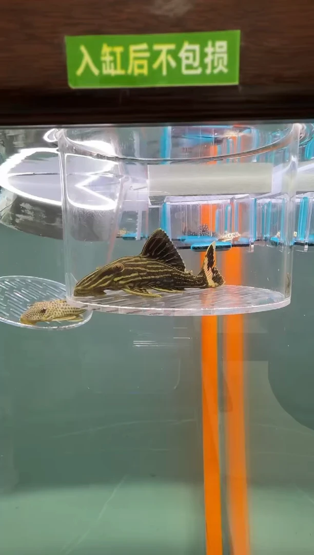 清道夫鱼117号27入缸不包损录制完整开箱视频8.5厘米