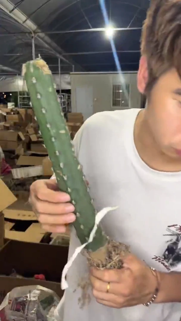 2颗 母本 秀普柱【不指定带侧芽】