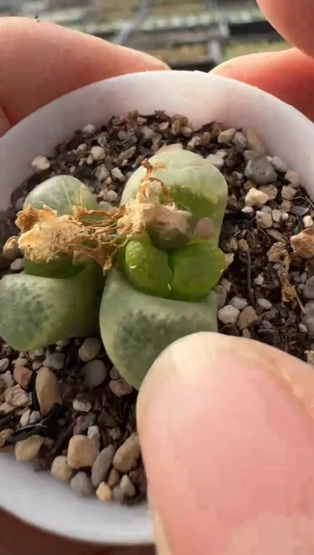 【闪购商品】7-235