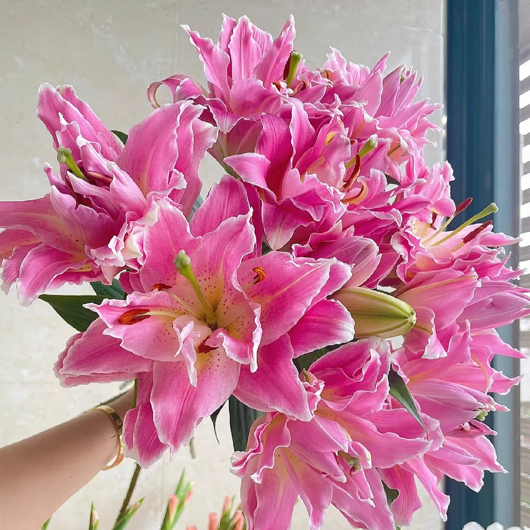 【2头梦想线】重瓣香水百合粉色重瓣百合浓香粉百合1单包邮