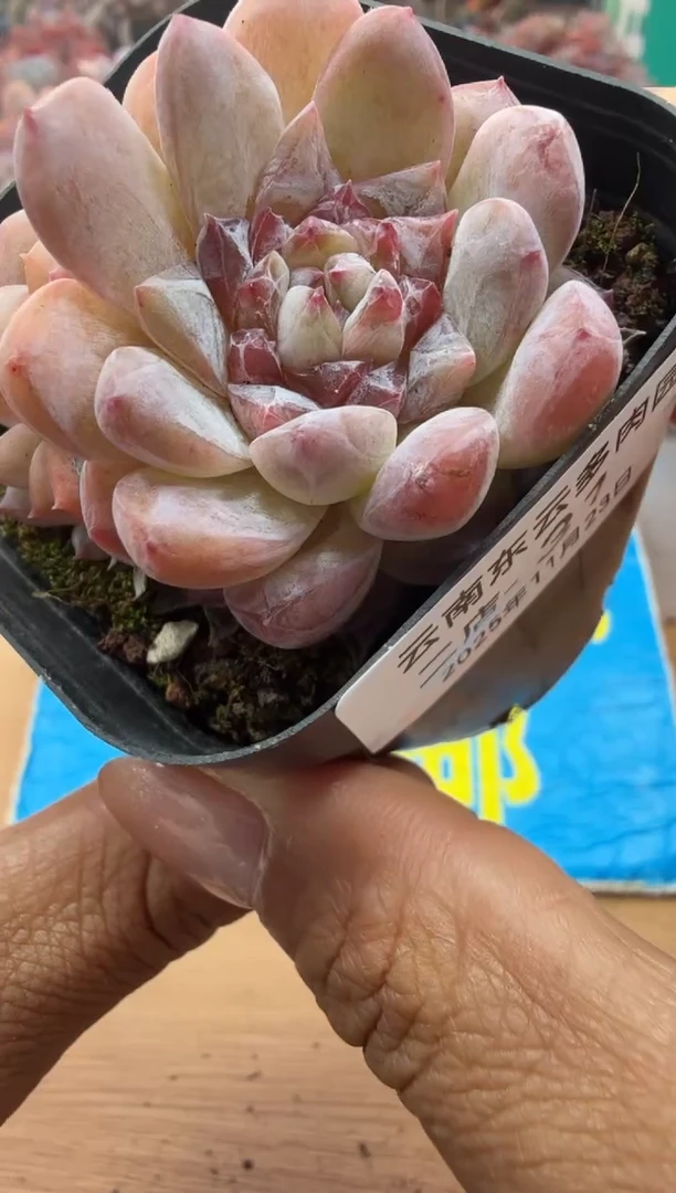 东云多肉园二店-31