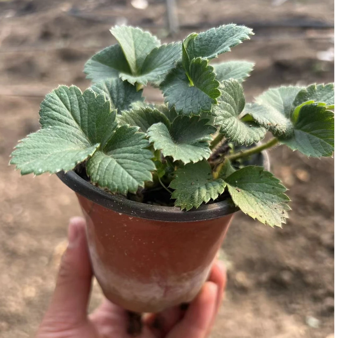 章姬红颜四季草莓阳台盆栽好养易活4棵包邮