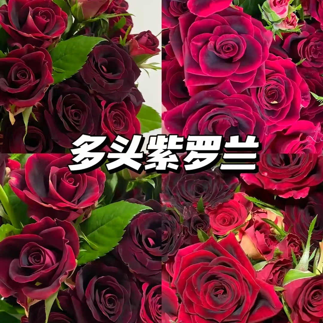庭院黄色月季四季春浓香型月季花苗盆栽室内外阳台开花绿植
