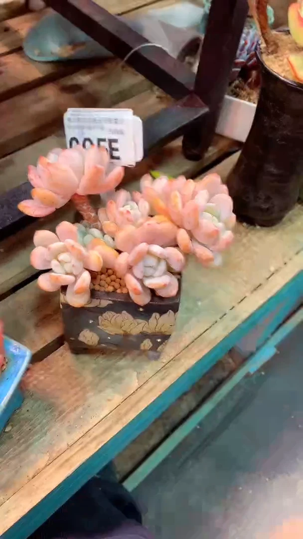 005E（一物一拍实付满28发货，默认不带盆土）