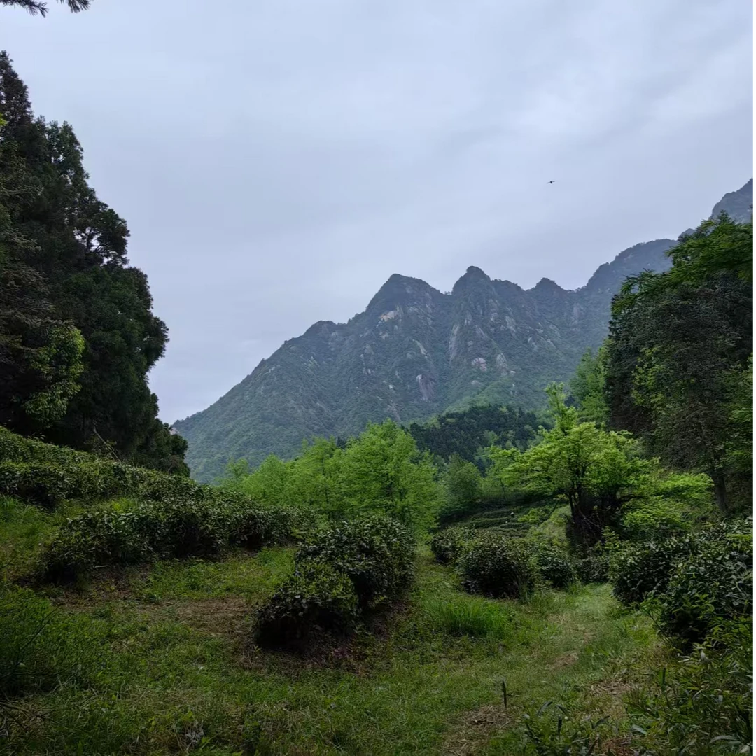 新茶【黄山界碑处顶料】1400米海拔阴山面头采黄山景区内老树毛峰