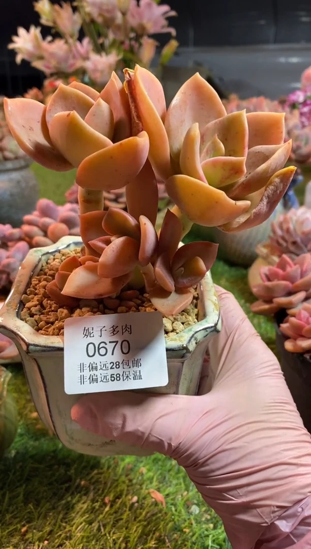 【闪购商品】0670a