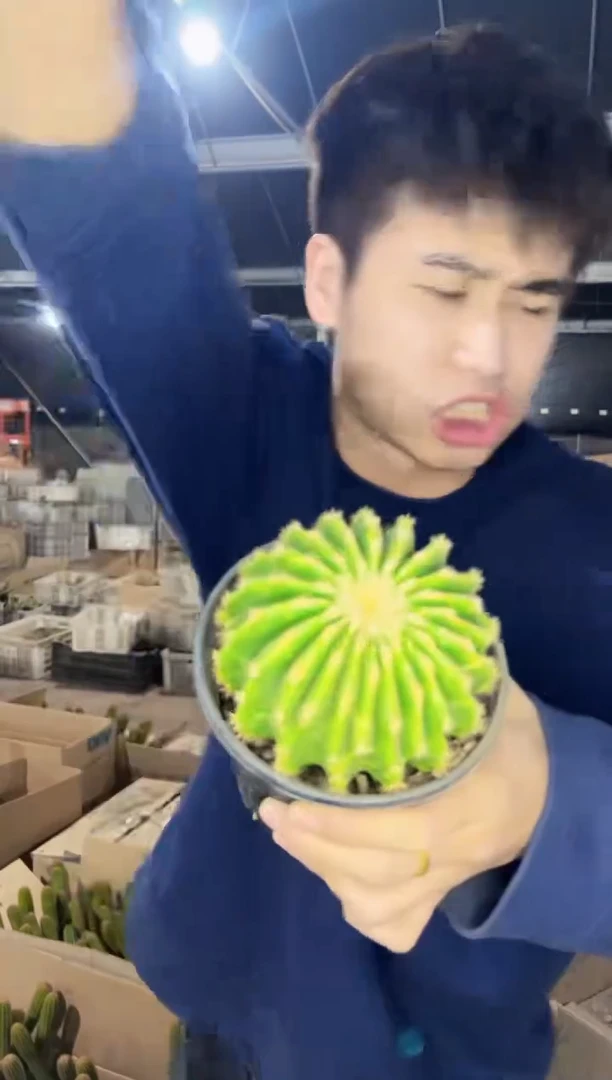 【闪购商品】裸 虎