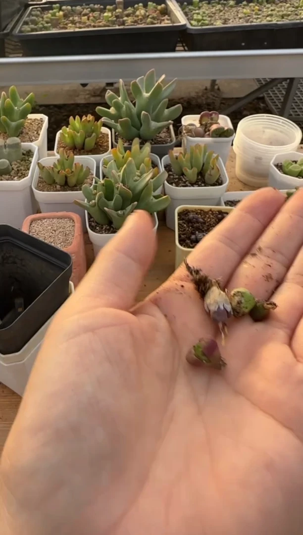 【闪购商品】9-385