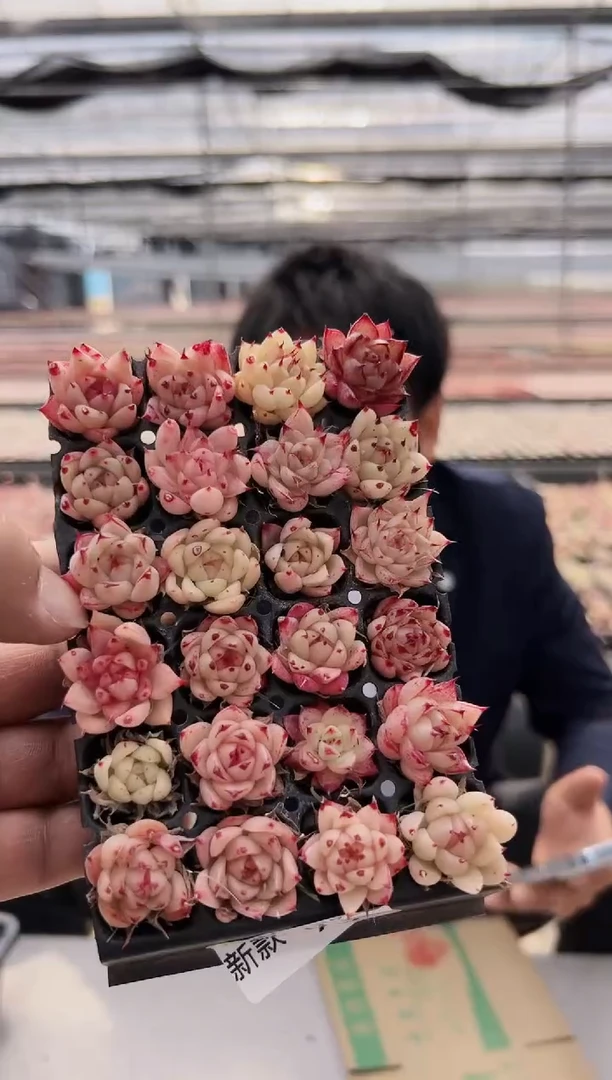 【闪购商品】新款多肉-93