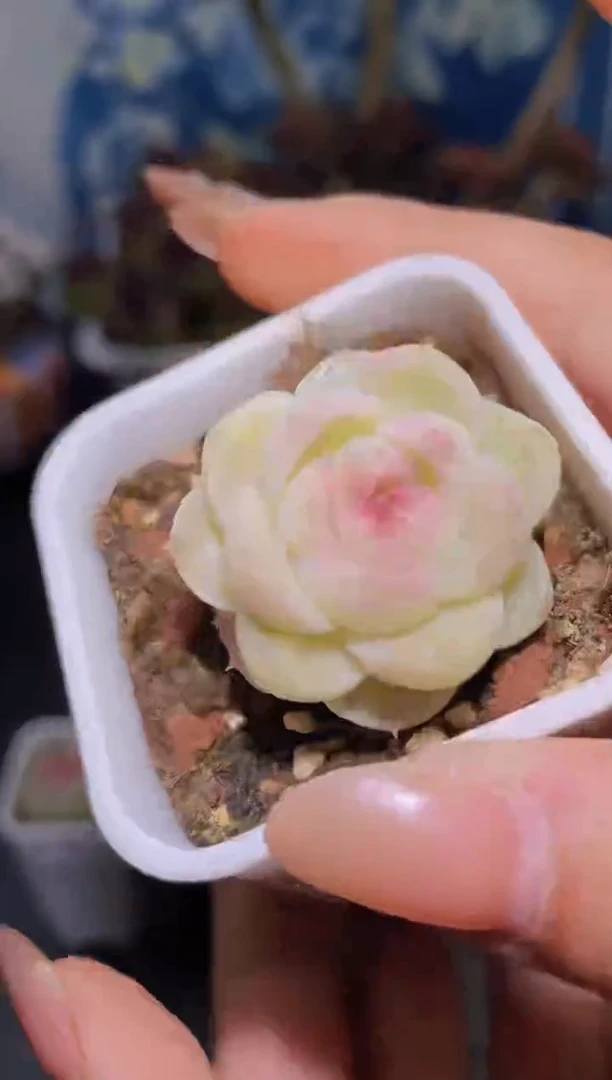 【闪购商品】763浮世绘多肉