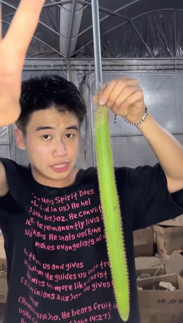 3颗 单头 彩舞柱【带根】