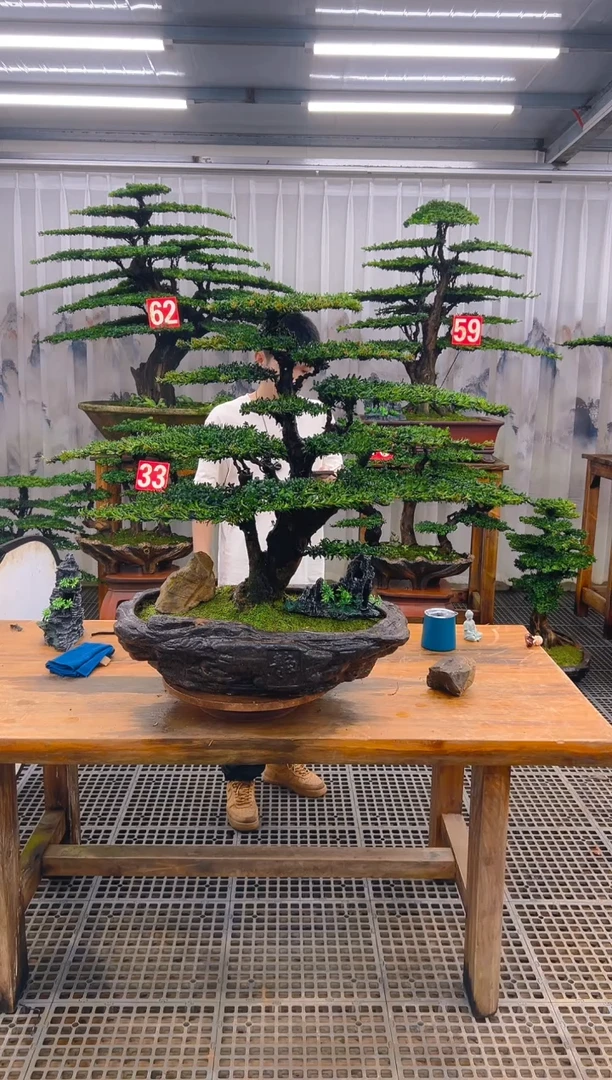 无花朵小***哥精品盆景直播间一物一拍