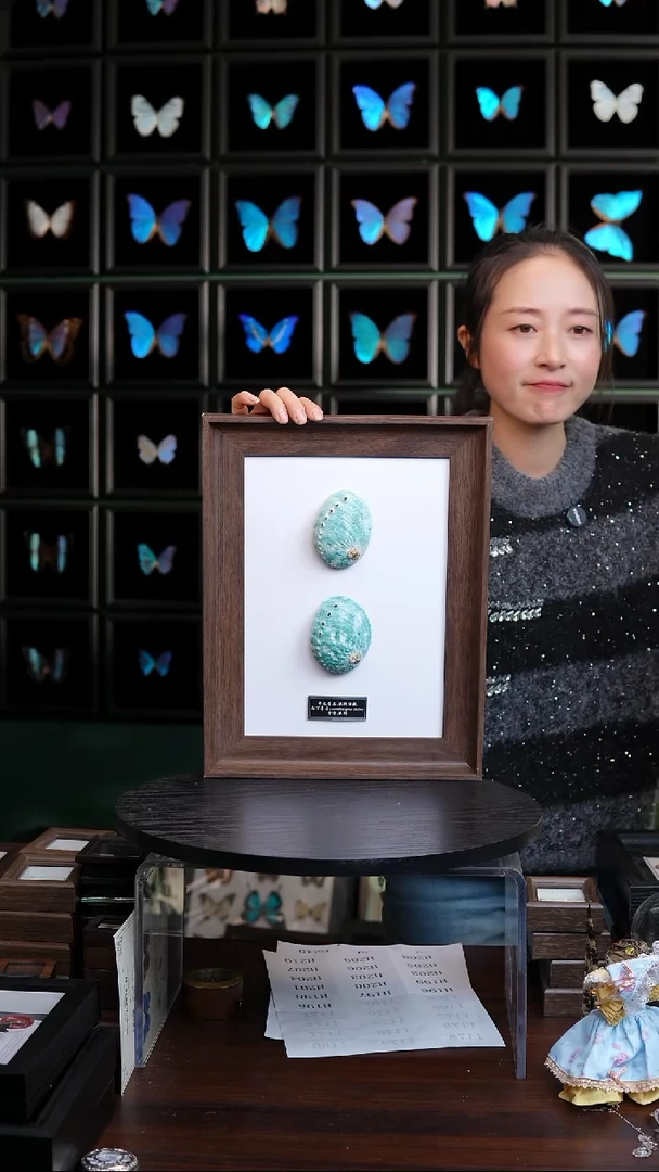 澳洲绿鲍标本摆件