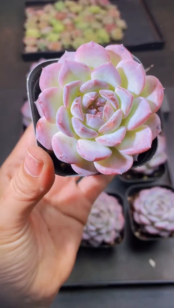 8521啊紫量拍随机发一个