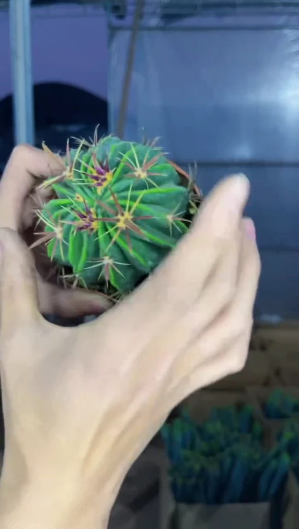 【闪购商品】3颗 实生根 宽刺日出 5-8cm