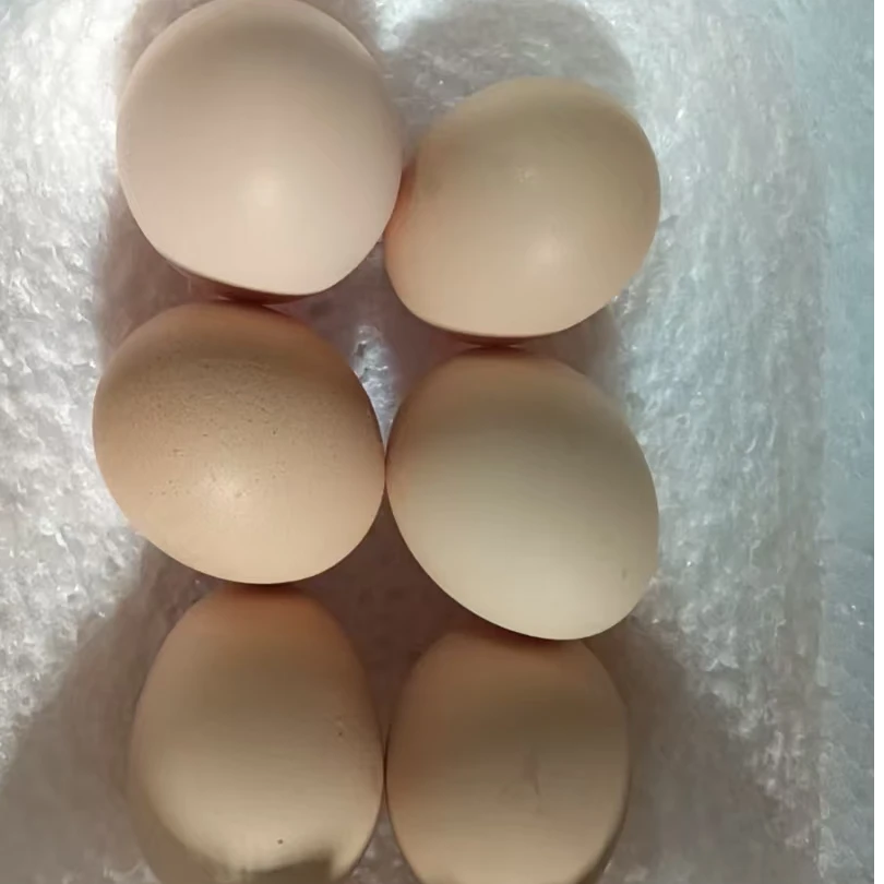 东北长白山寒地精选散养特级土鸡蛋绿壳鸡蛋混合装