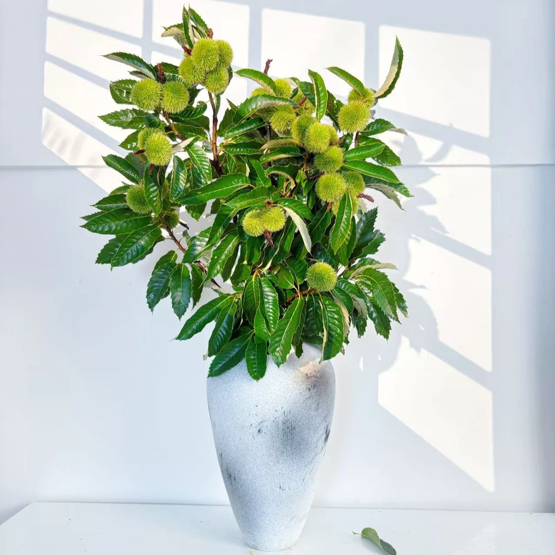 【板栗鲜切枝】小众高级水培鲜切花 云南基地现采现发