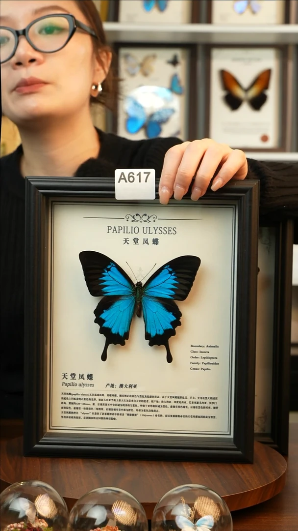 天堂凤蝶-中文（10寸欧式黑框）A617