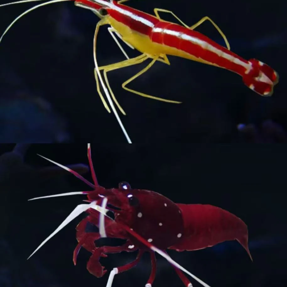 海水观赏虾售后开箱视频免包装费